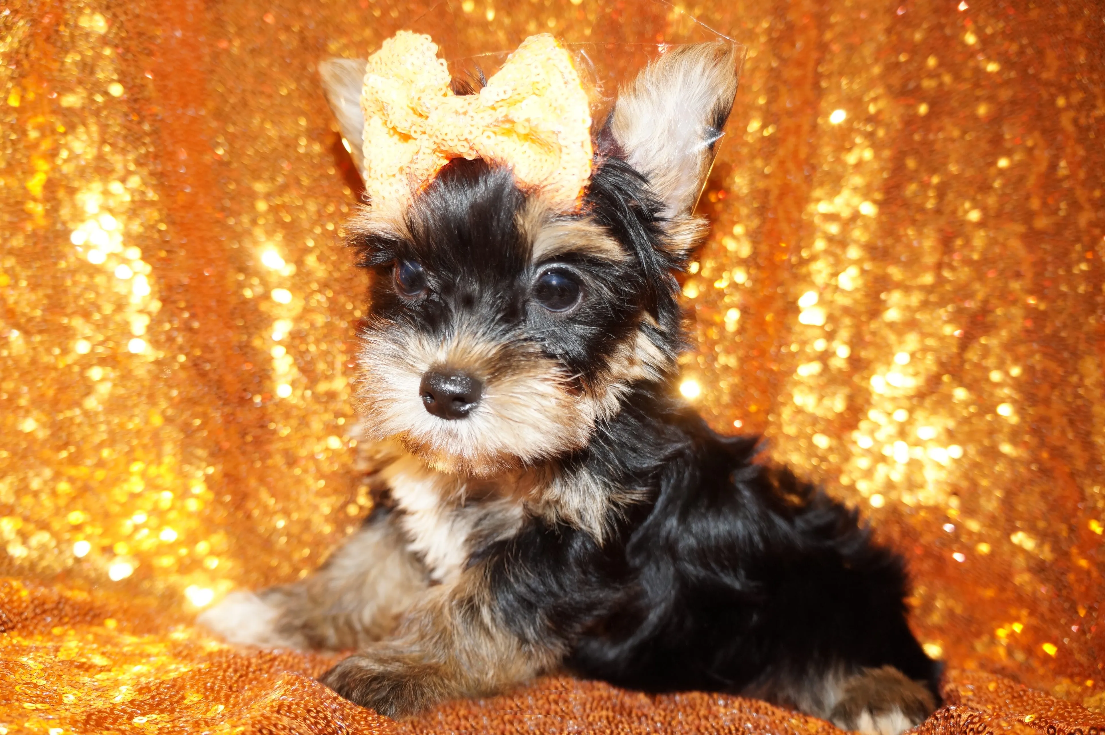 ON SALE THIS WEEK ONLY!! Sebastian Yorkshire Terrier Yorkie Male Black And Gold Born 7-10-2023 Click Here For More Info