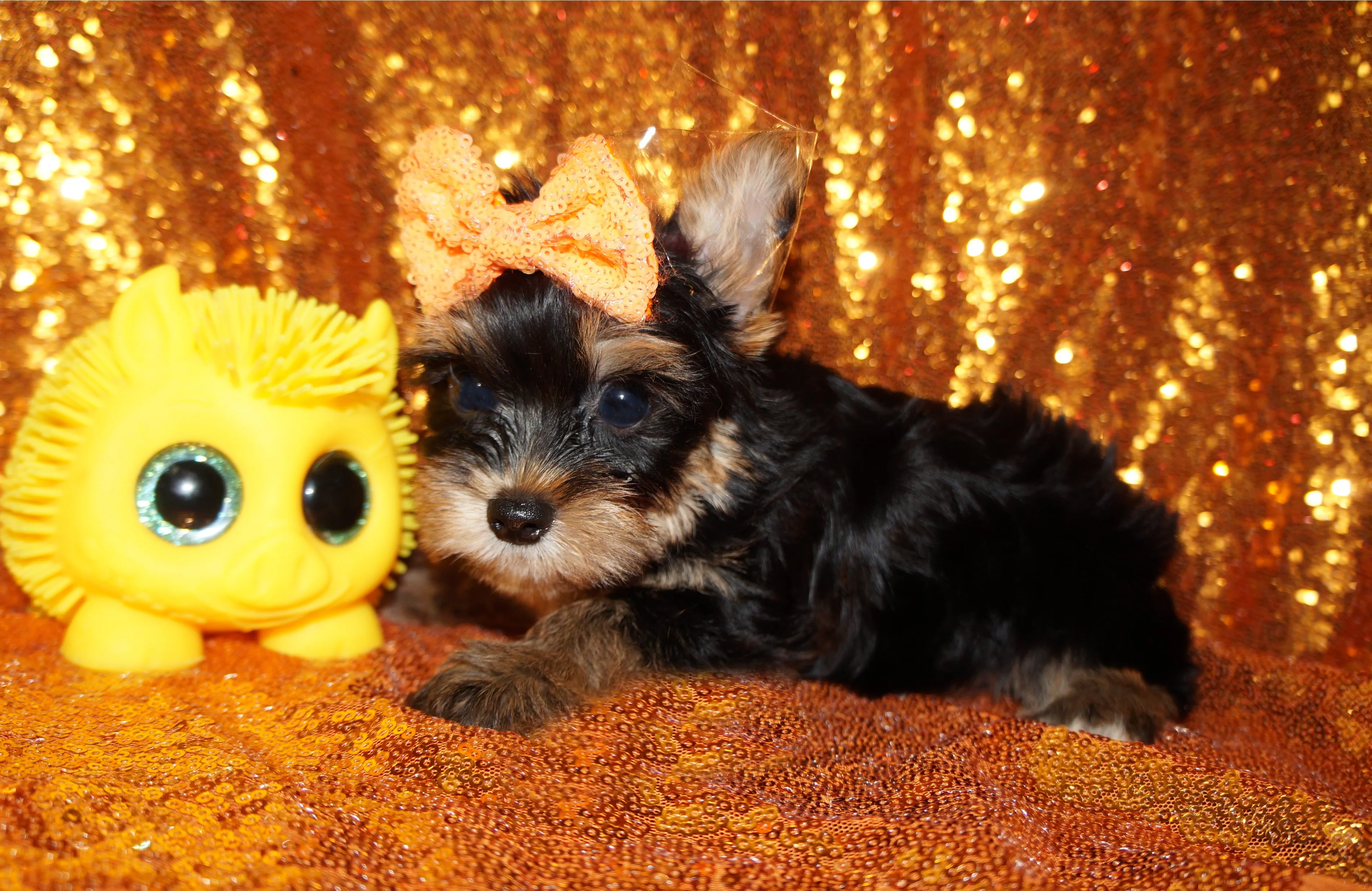 ON SALE THIS WEEK ONLY!! Sebastian Yorkshire Terrier Yorkie Male Black And Gold Born 7-10-2023 Click Here For More Info
