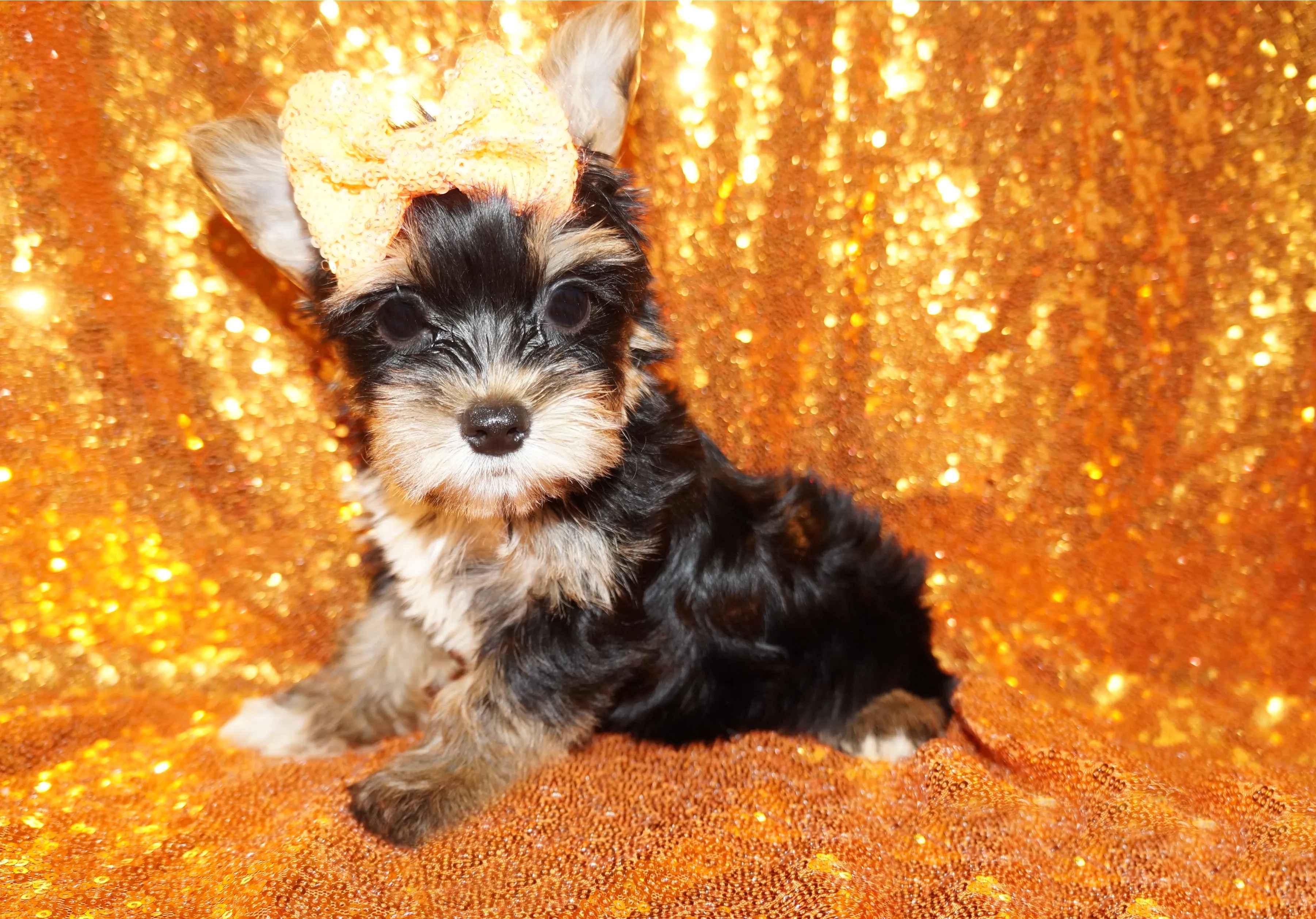 ON SALE THIS WEEK ONLY!! Sebastian Yorkshire Terrier Yorkie Male Black And Gold Born 7-10-2023 Click Here For More Info