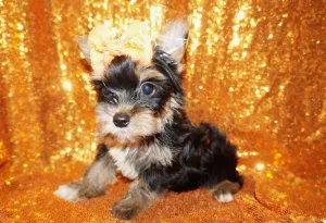 ON SALE THIS WEEK ONLY!! Sebastian Yorkshire Terrier Yorkie Male Black And Gold Born 7-10-2023 Click Here For More Info
