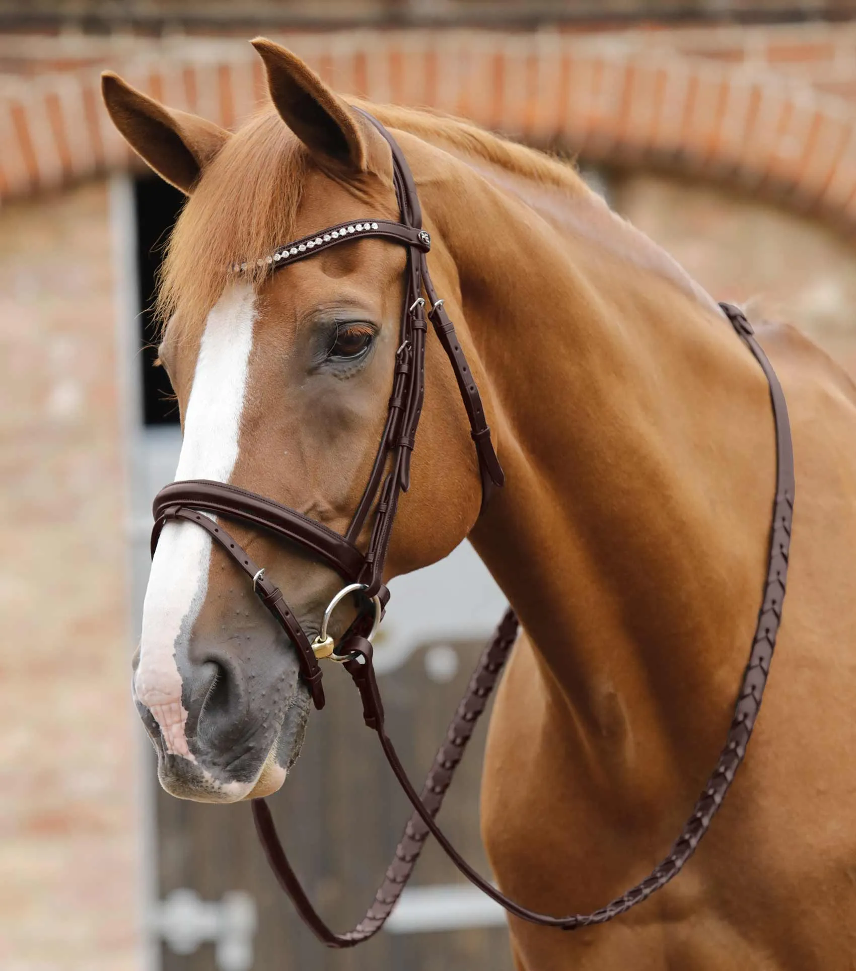 Pietro Laced Reins Brown